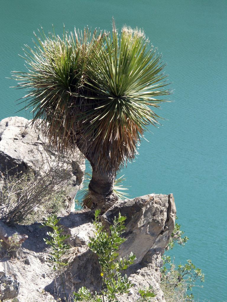 100227_Alchichica 135.jpg